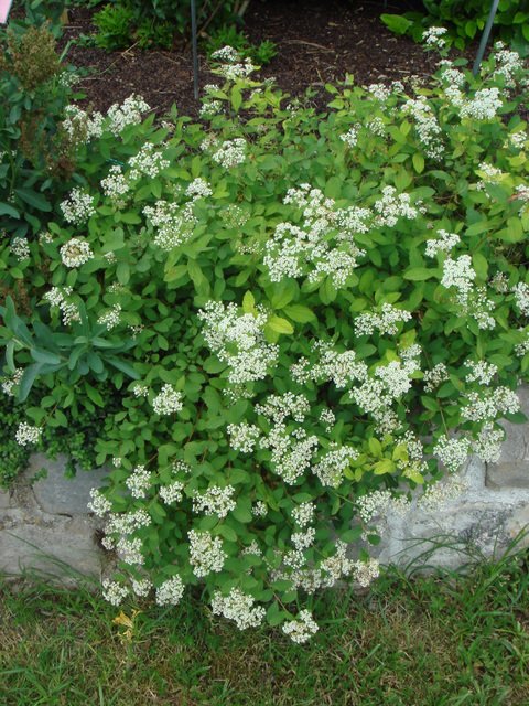 Spiraea decumbens fleur P12